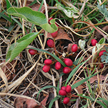Lannea edulis